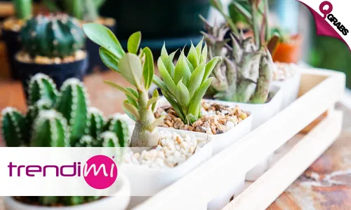 Creative Indoor Mini Gardens Online Course!
